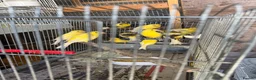 Canaries birds for sale: Canary for sale - Advert 1