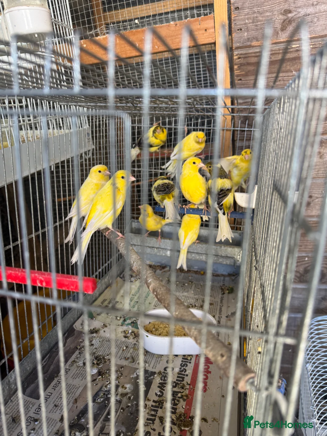Canaries birds for sale: Canary for sale - Advert 1