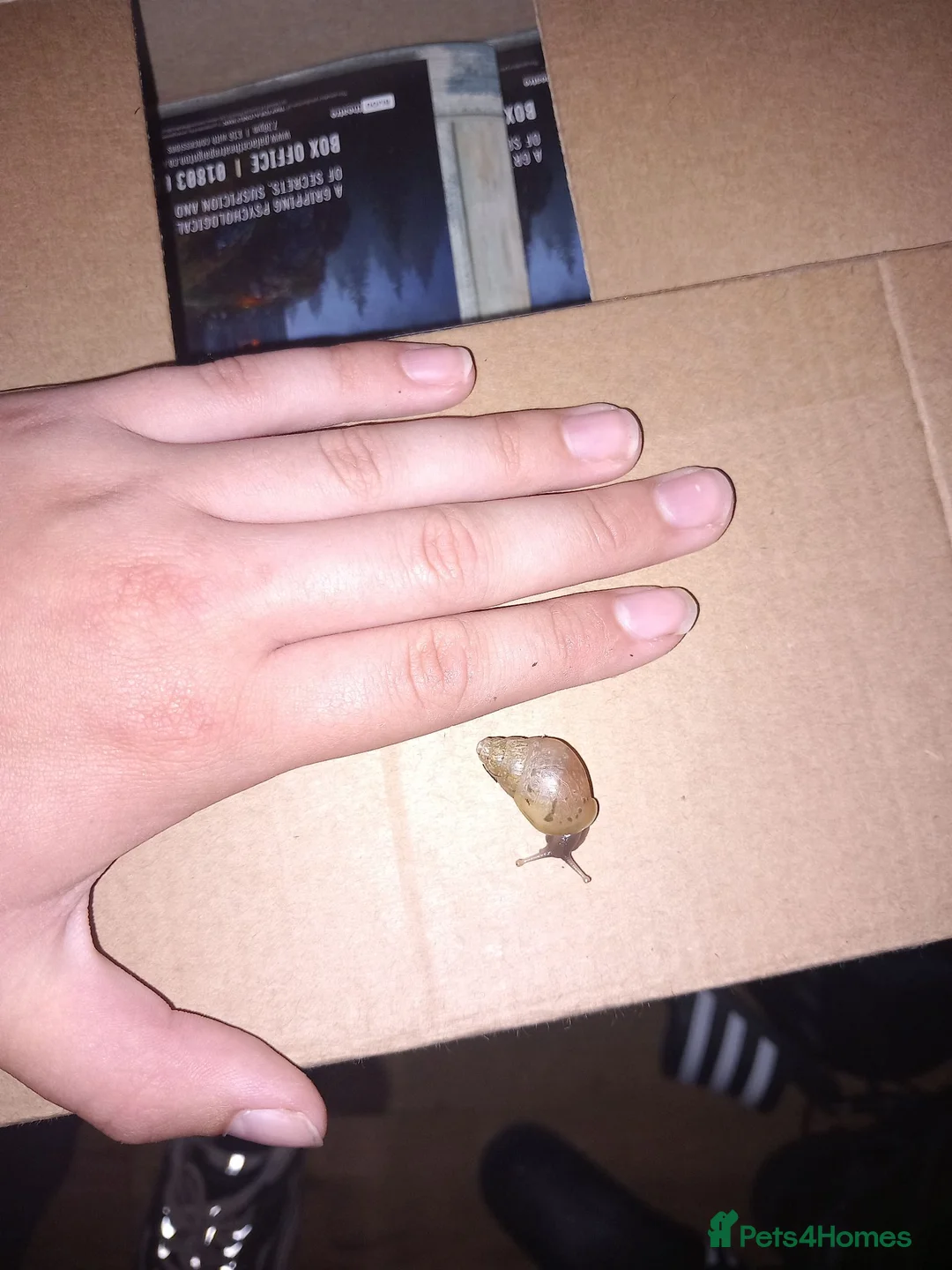 Snails invertebrates for sale: Giant African Land Snails in Paignton - Advert 3