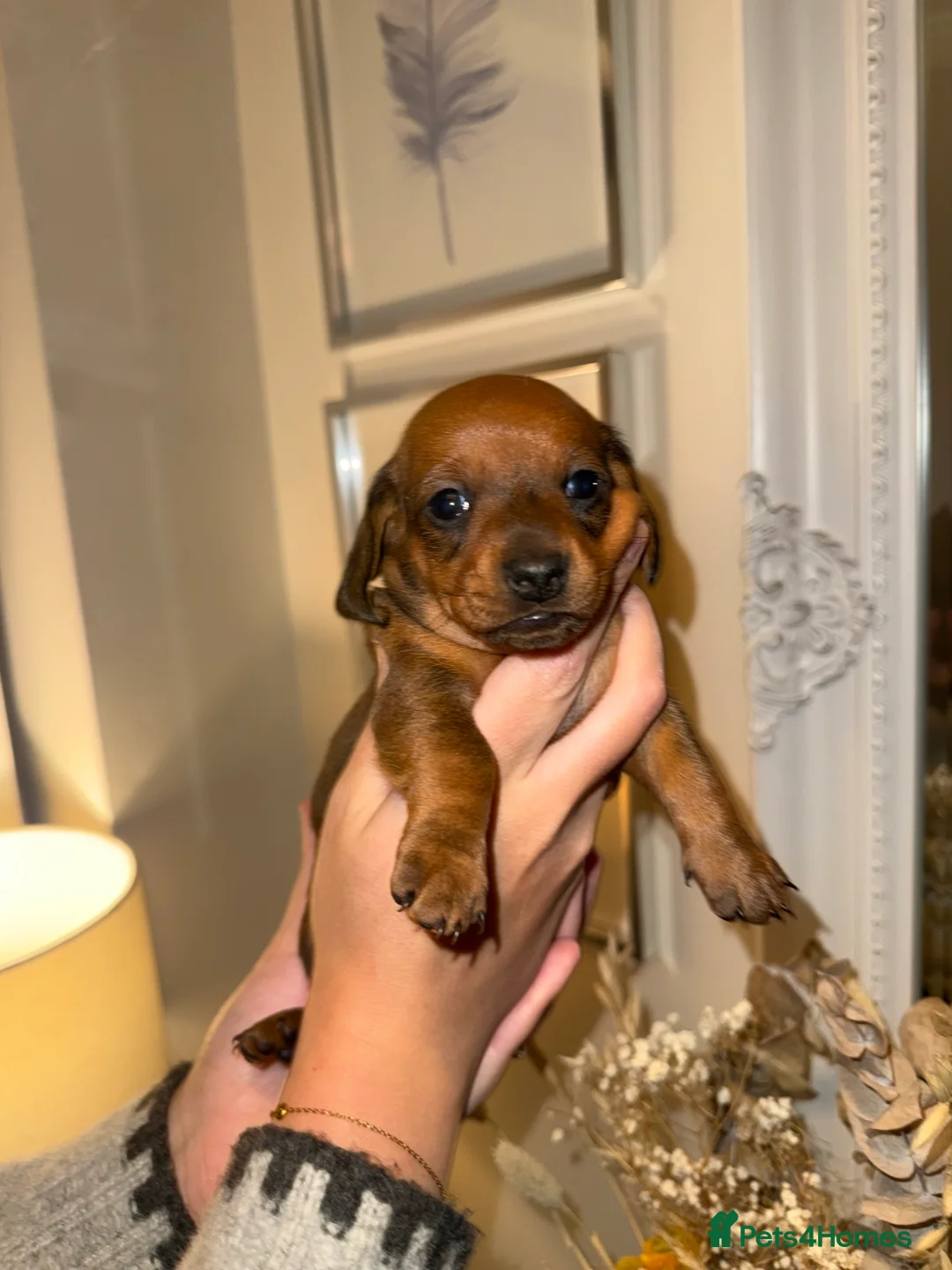 Miniature Dachshund dogs for sale: Three beautiful miniature Dachshund girls  in Hull - Advert 3