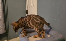 Bengal cats for sale: Registered Pure Bengal READY NOW  - Image 11