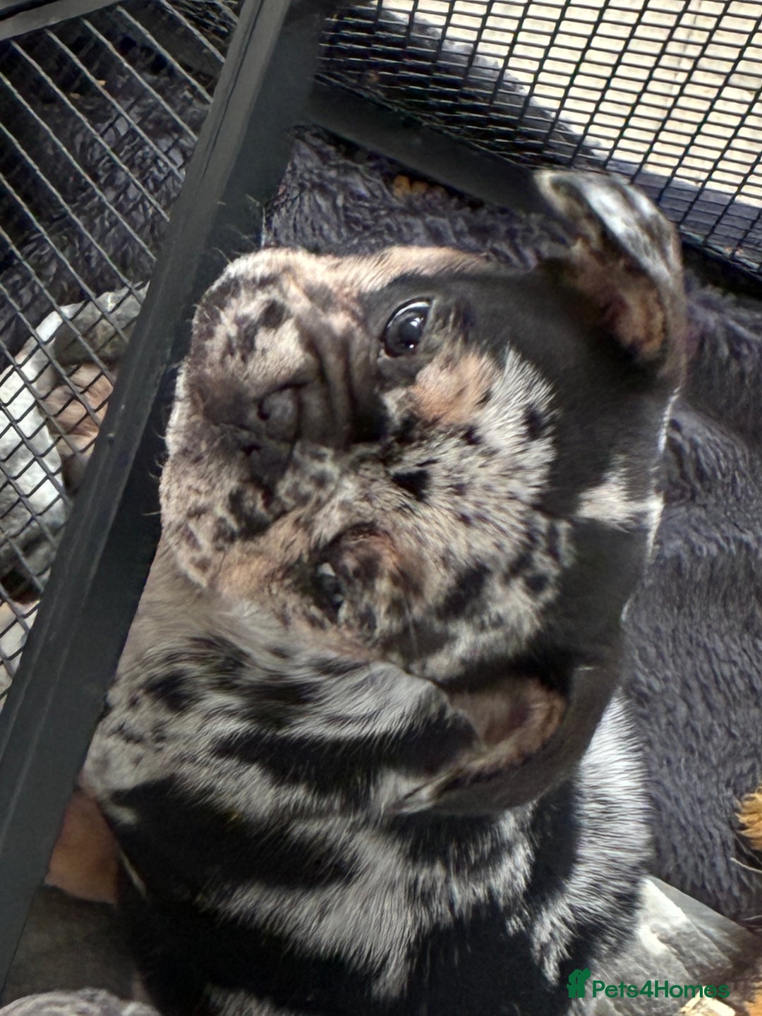 French Bulldog dogs for sale: French bulldog - Advert 2