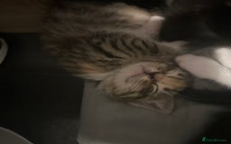 Mixed Breed cats for sale: 15 kittens for sale (4 LEFT REDUCED)  in Hassocks - Image 17