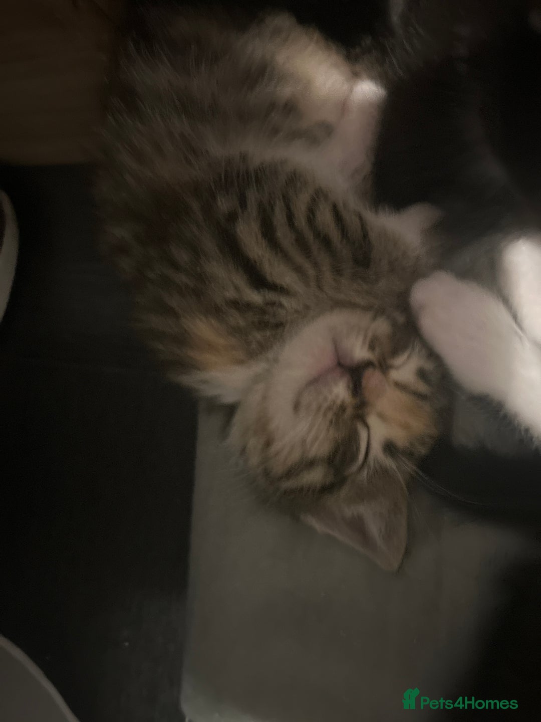 Mixed Breed cats for sale: 15 kittens for sale (4 LEFT REDUCED)  in Hassocks - Image 17
