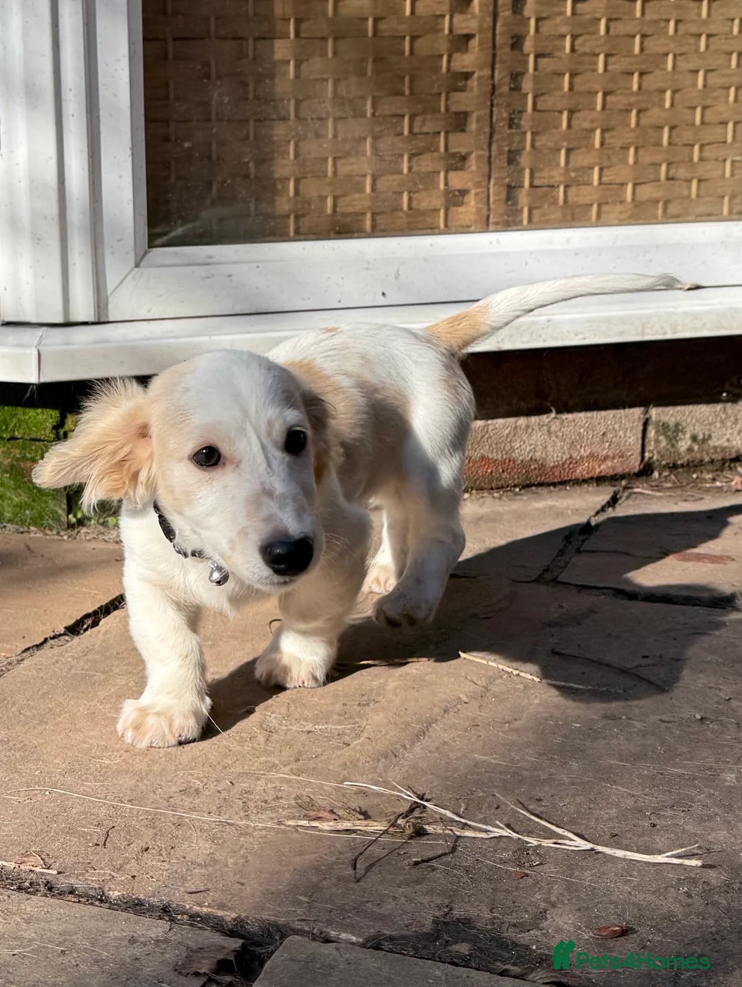 Miniature Dachshund dogs for sale: Miniature Dachshund Puppy🤎 - Advert 7