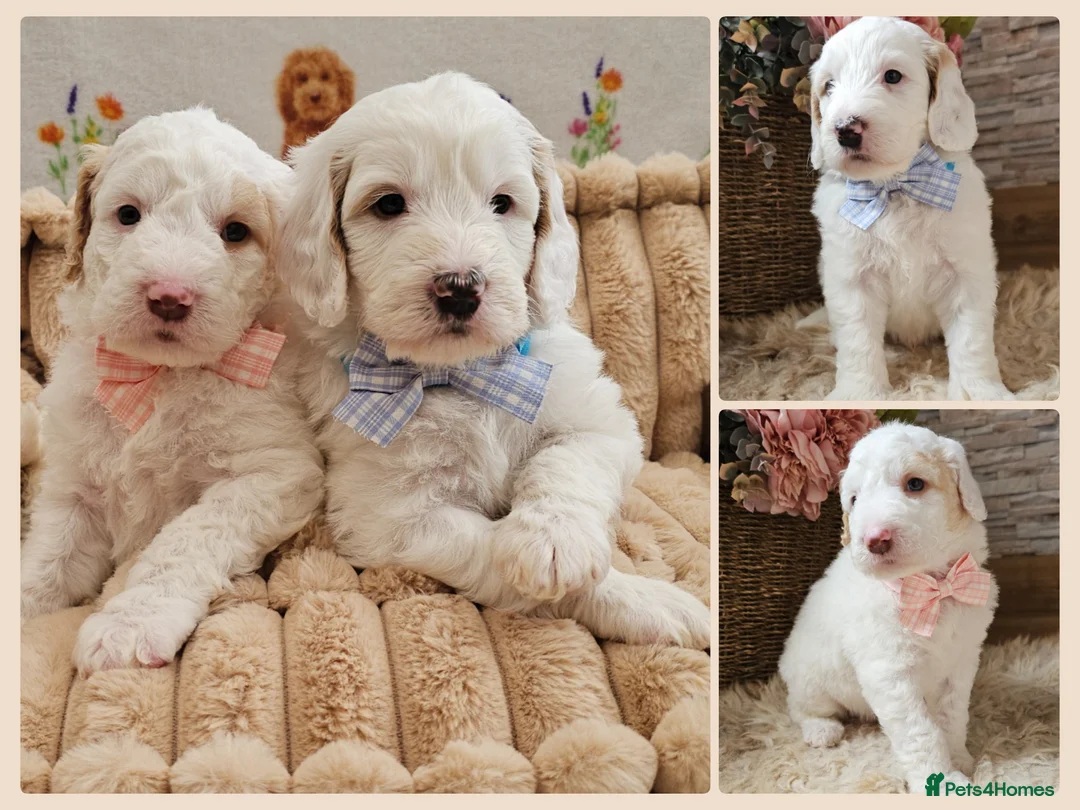 Labradoodle dogs for sale: Stunning Australian Labradoodles 🐾 - Advert 1