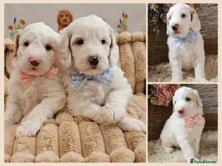 Labradoodle dogs Stunning Australian Labradoodles 🐾 - Advert 2
