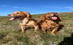 Cocker Spaniel dogs for sale: Stunning golden cocker spaniel puppies  - Image 7