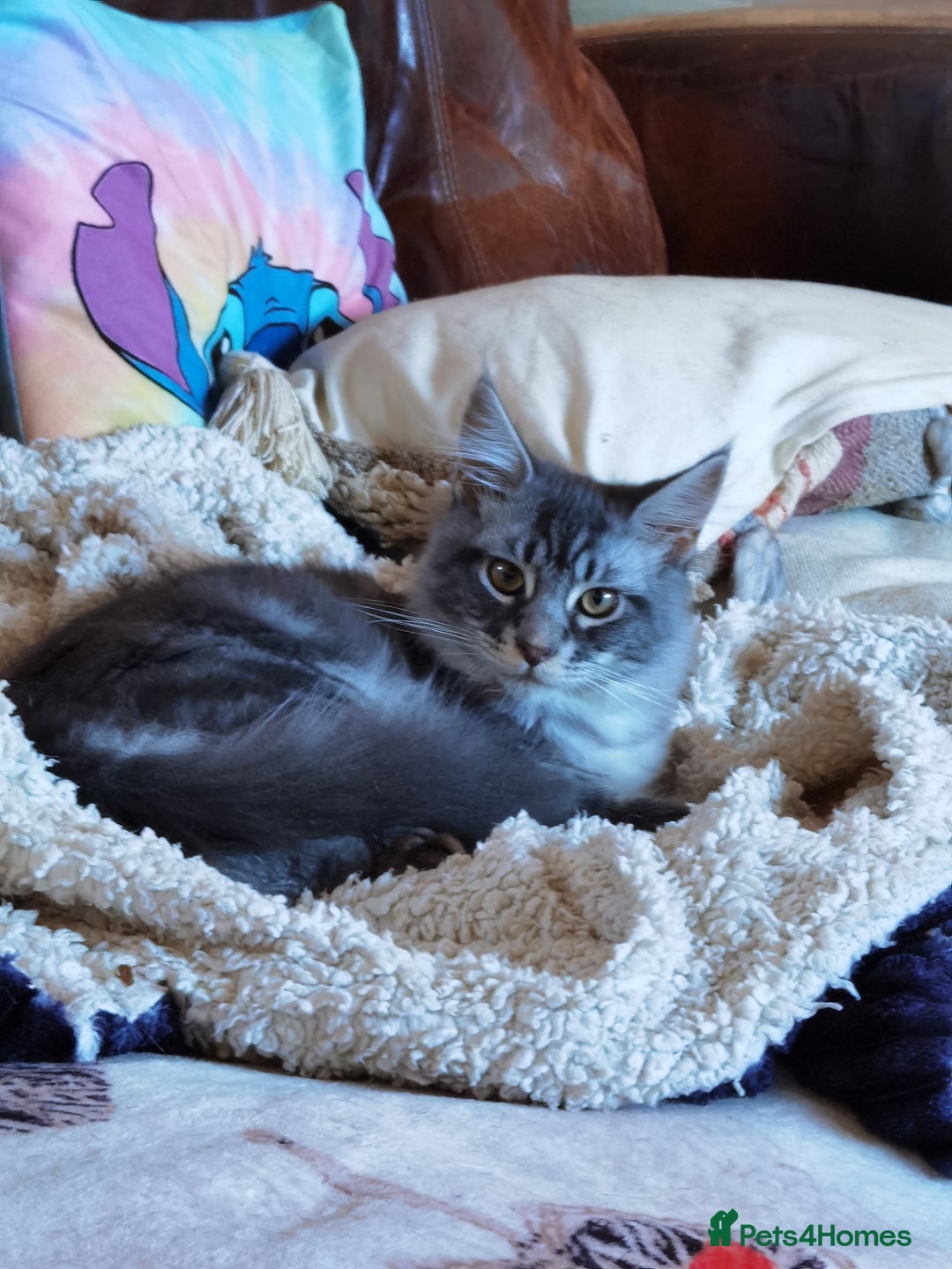 Maine Coon cats for sale: Three beautiful Maine Coon kittens - Advert 12