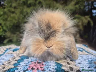 Mini Lop rabbits 🧡STUNNING TEDDYWIDDER X MINI LOP BOY🧡 - Advert 17