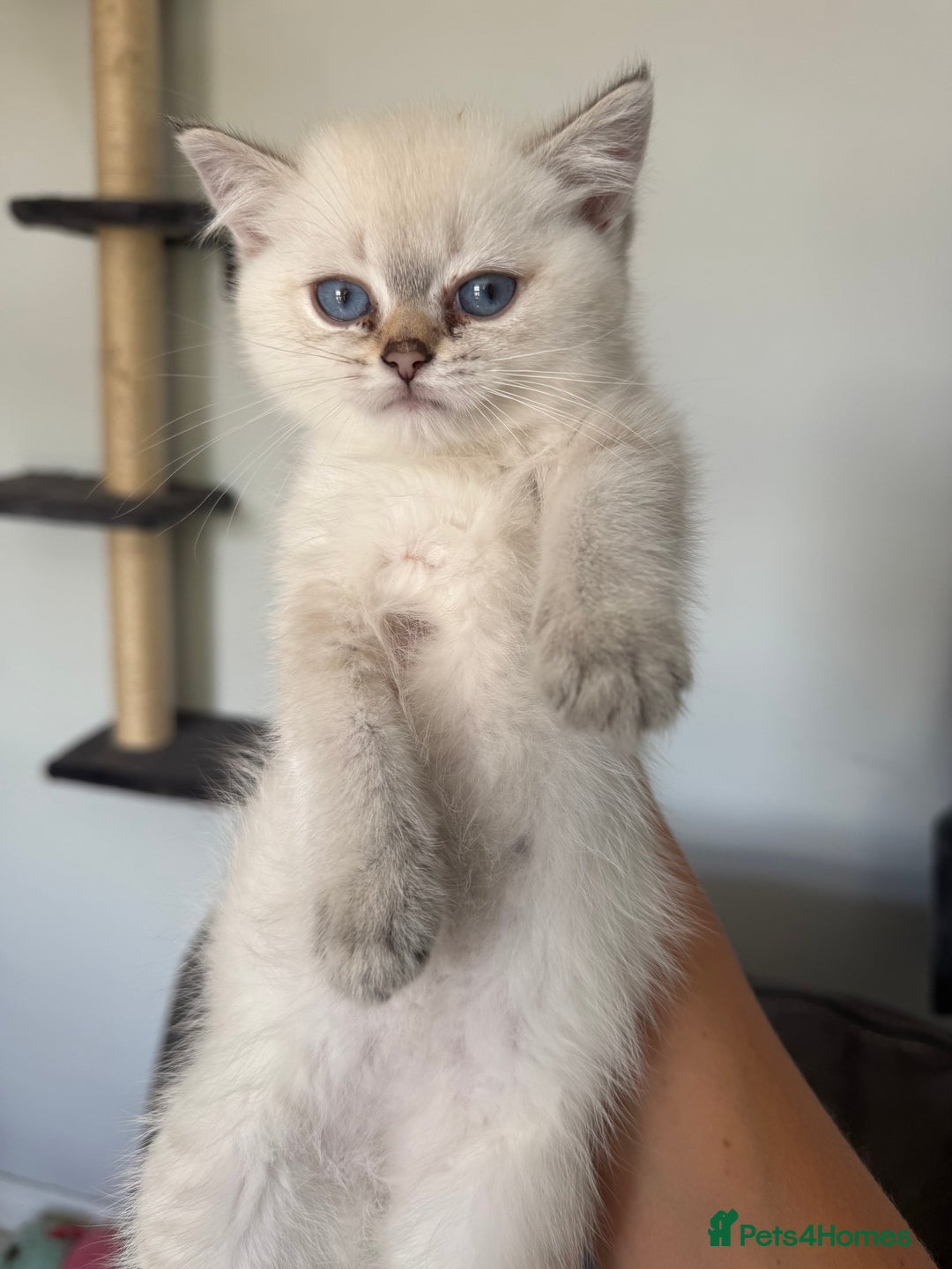 British Shorthair cats for sale: Beautiful GCCF kittens from champion lines  - Image 34