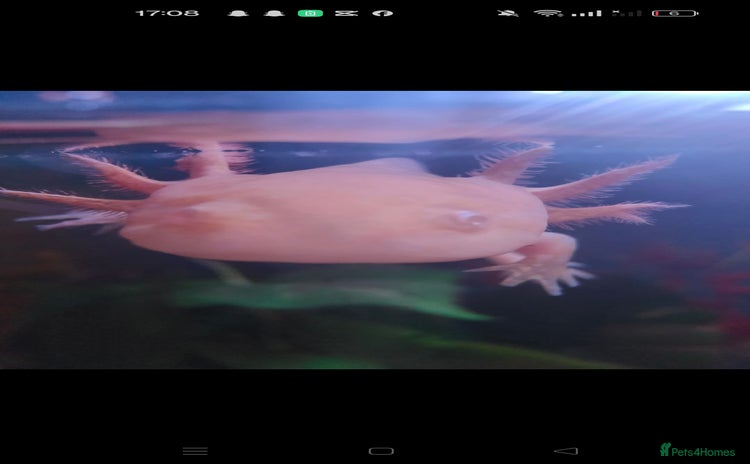 Axolotl reptiles in Redditch - Advert 2