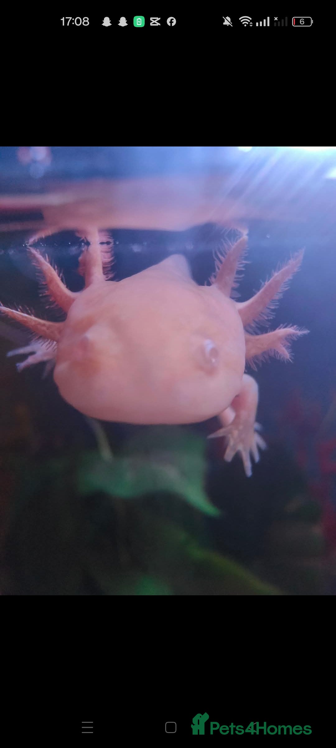 Axolotl reptiles for sale: Baby axolotl special offer. in Redditch - Image 1