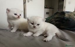 Scottish Fold cats for sale: Scottish straight boy and girl - Image 1