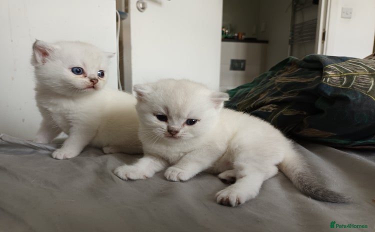 Scottish Fold cats - Advert 1