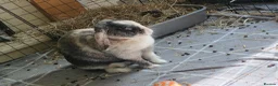 Harlequin rabbits for sale: Rabbit rehoming. in Preston - Advert 2