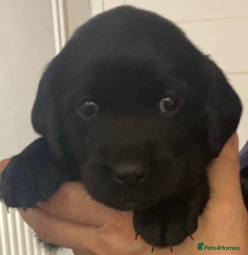Goldador dogs 🐾 Last black puppy! Labrador × Retriever! 🐕 - Advert 1