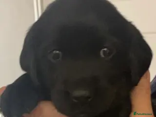 Goldador dogs 🐾 Last black puppy! Labrador × Retriever! 🐕 - Advert 5