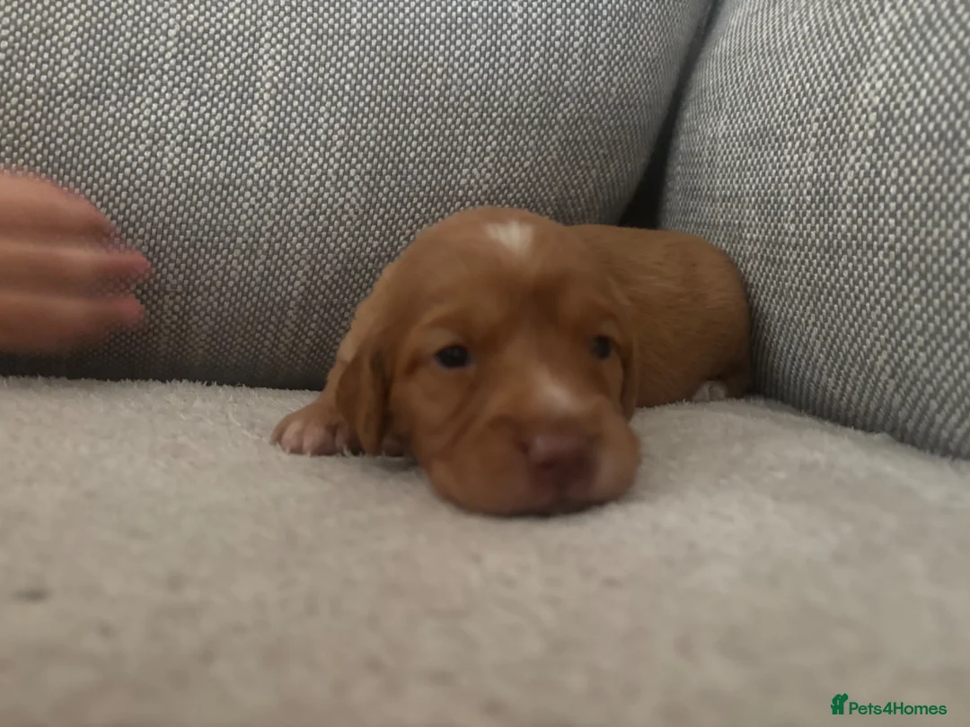 Cockapoo dogs for sale: Cockapoo puppies  - Advert 2