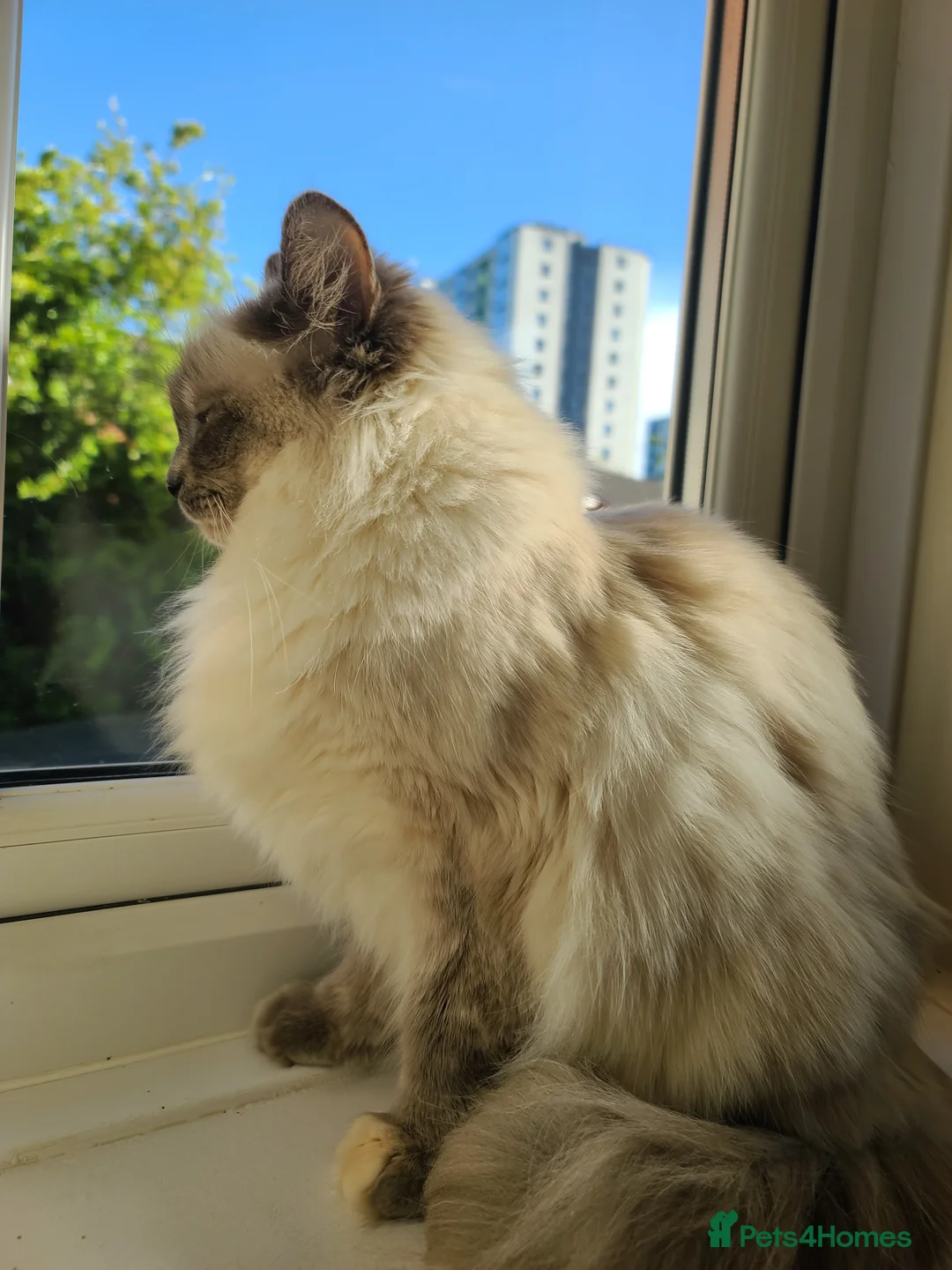 Ragdoll cats for sale: Pusia, Zorro, Kojak - Advert 8