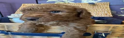 Miniature Poodle dogs for sale: Miniature Poodle puppies.  - Advert 26