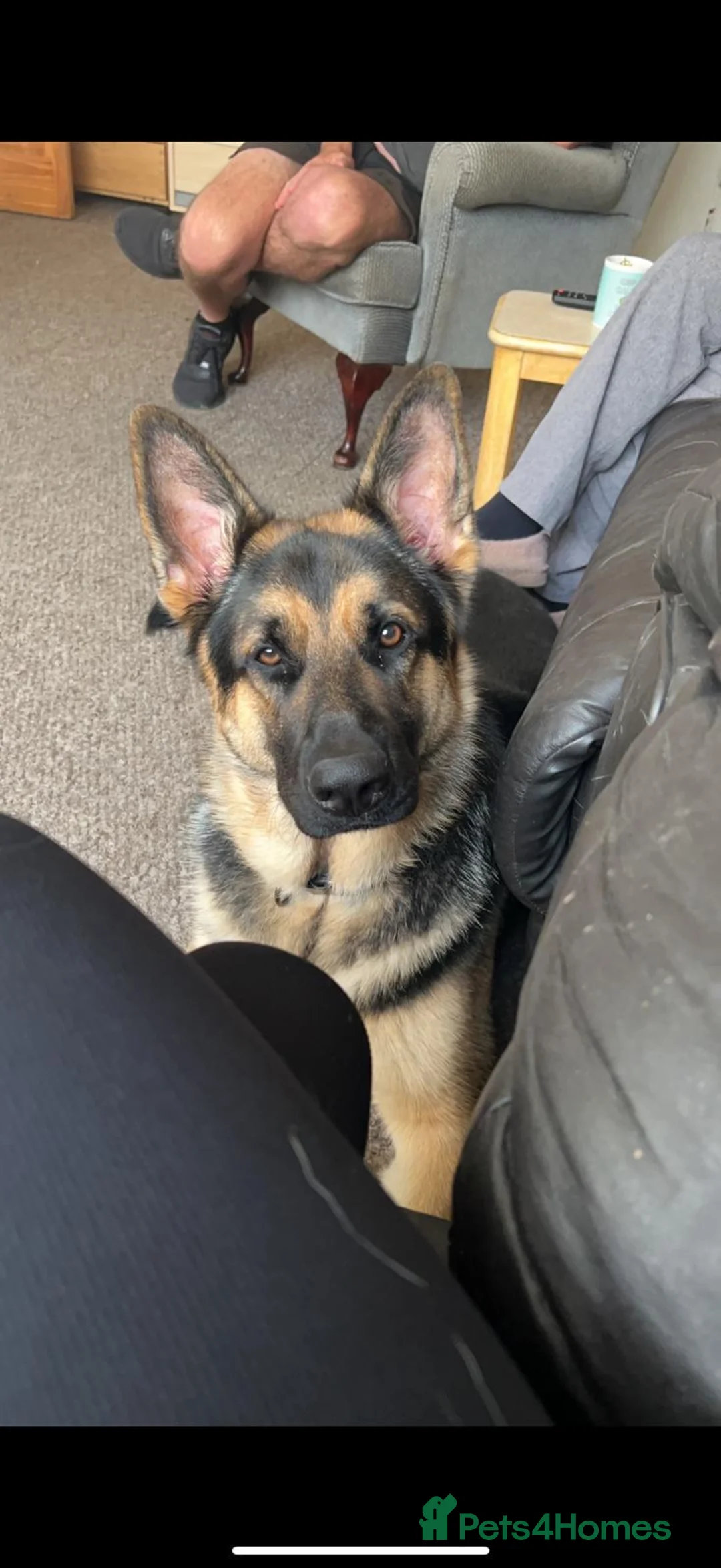 German Shepherd dogs for sale: Lovely boy who needs a caring home - Advert 2