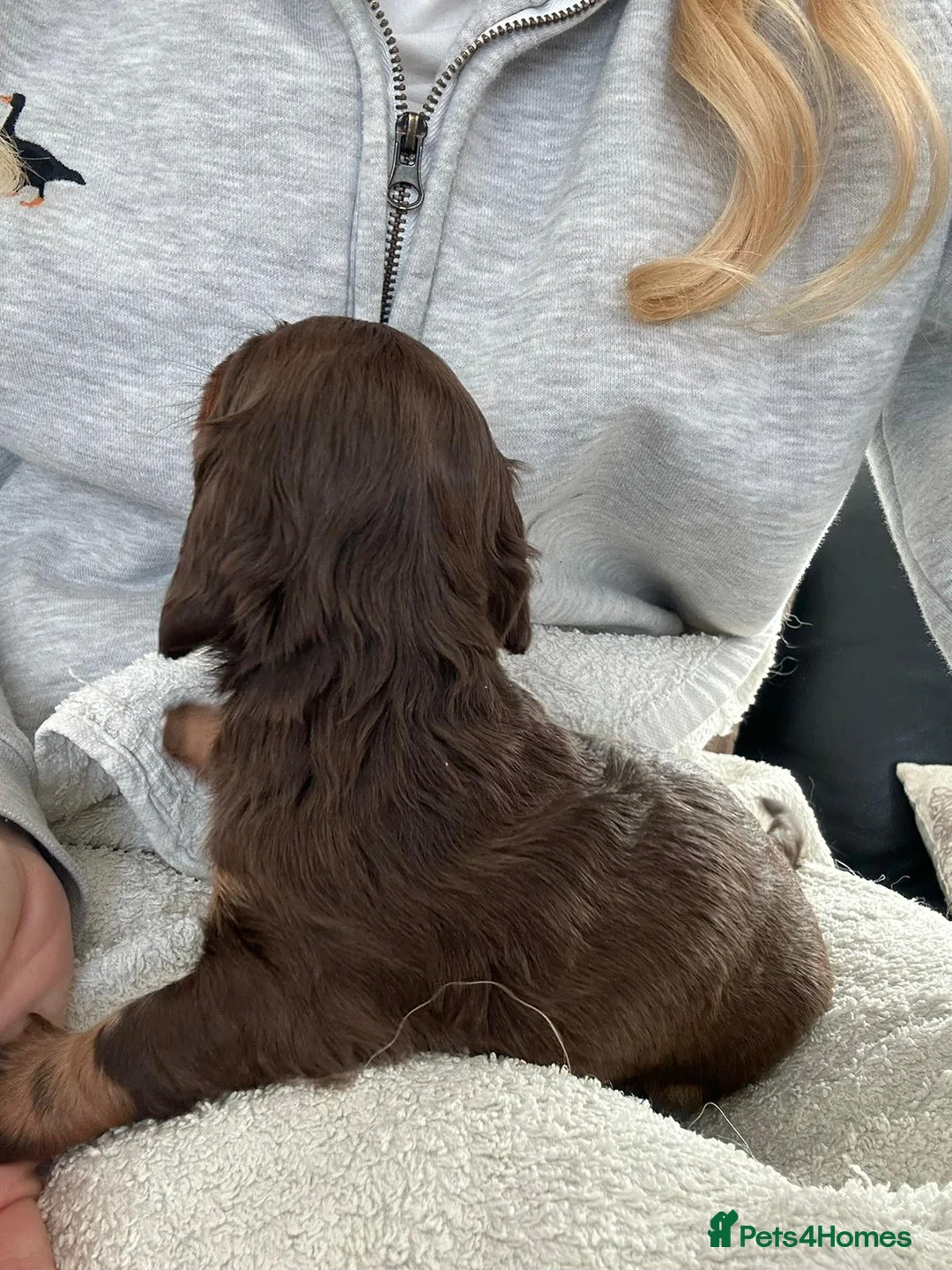 Miniature Dachshund dogs for sale:  Miniature, Dachshund Chocolate and Tan girl.  - Advert 2