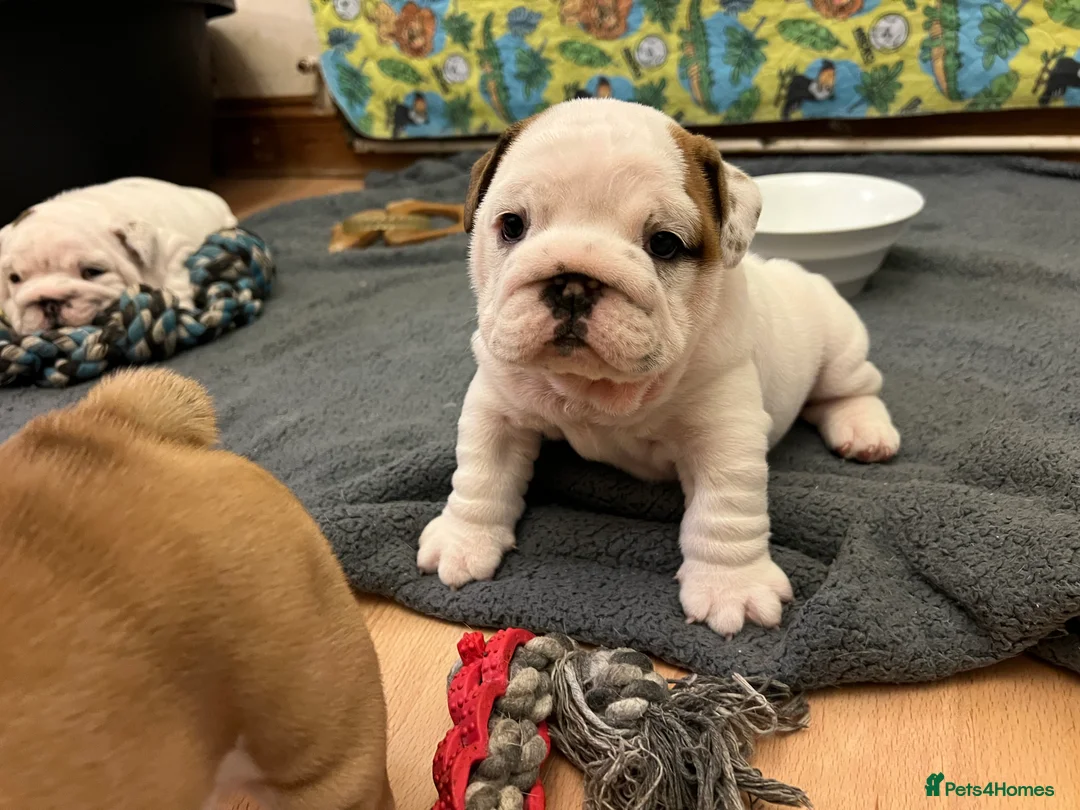 English Bulldog dogs for sale: English bulldogs - Advert 6