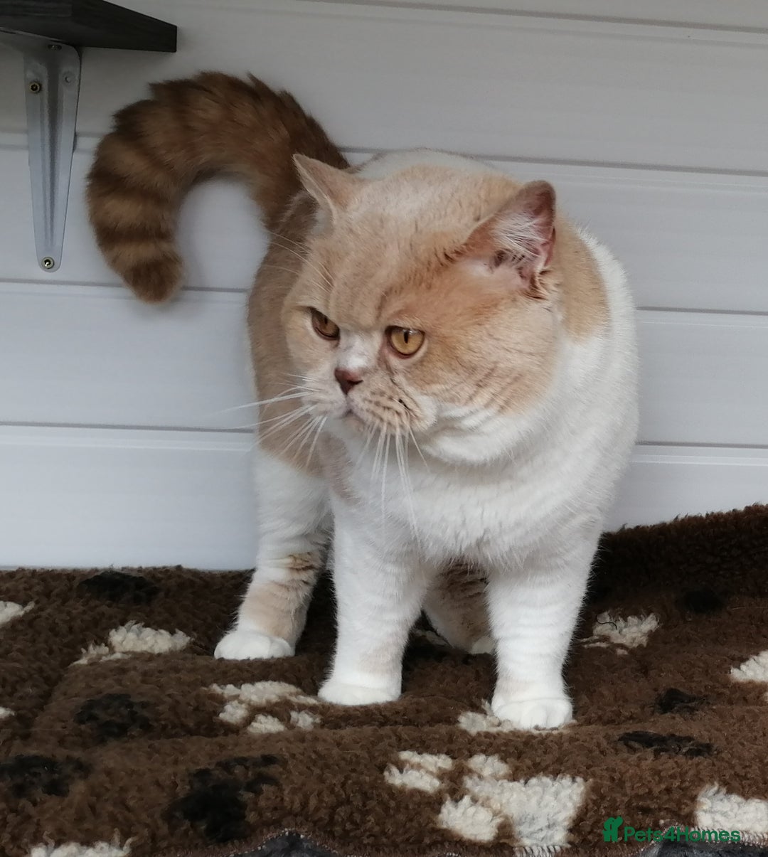 British Shorthair cats for stud: CHAMPION KAROWBIST FLOYDER  in Ruardean - Advert 4