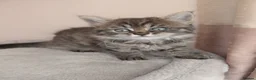 Maine Coon cats for sale: Half main coon kittens - Advert 19