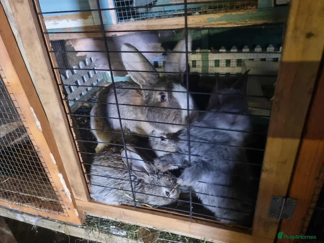 Continental Giant rabbits for sale: Continental giant rabbit - Advert 2