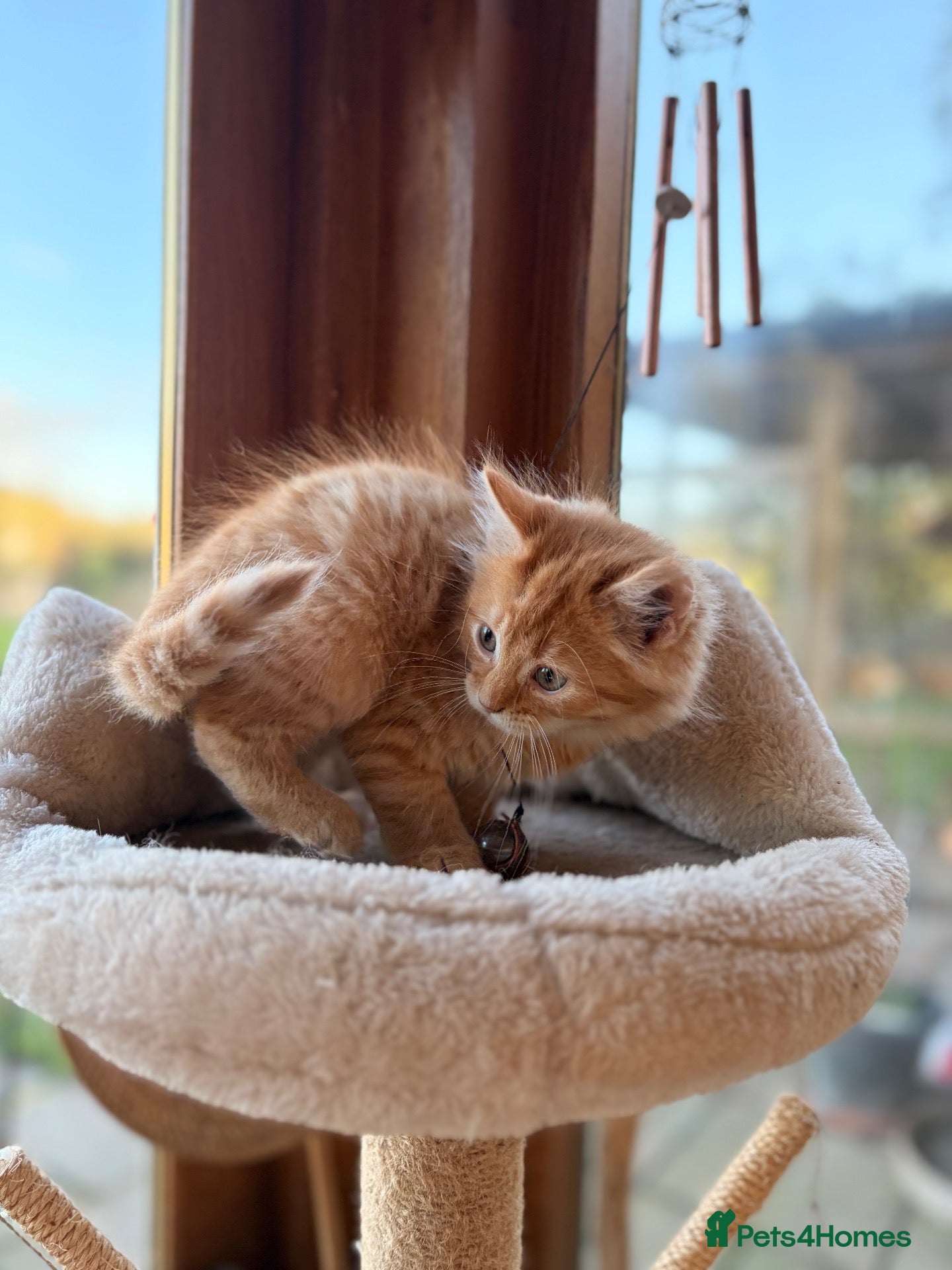 Persian cats BEAUTIFUL PERSIAN X KITTENS READY NOW - Advert 4