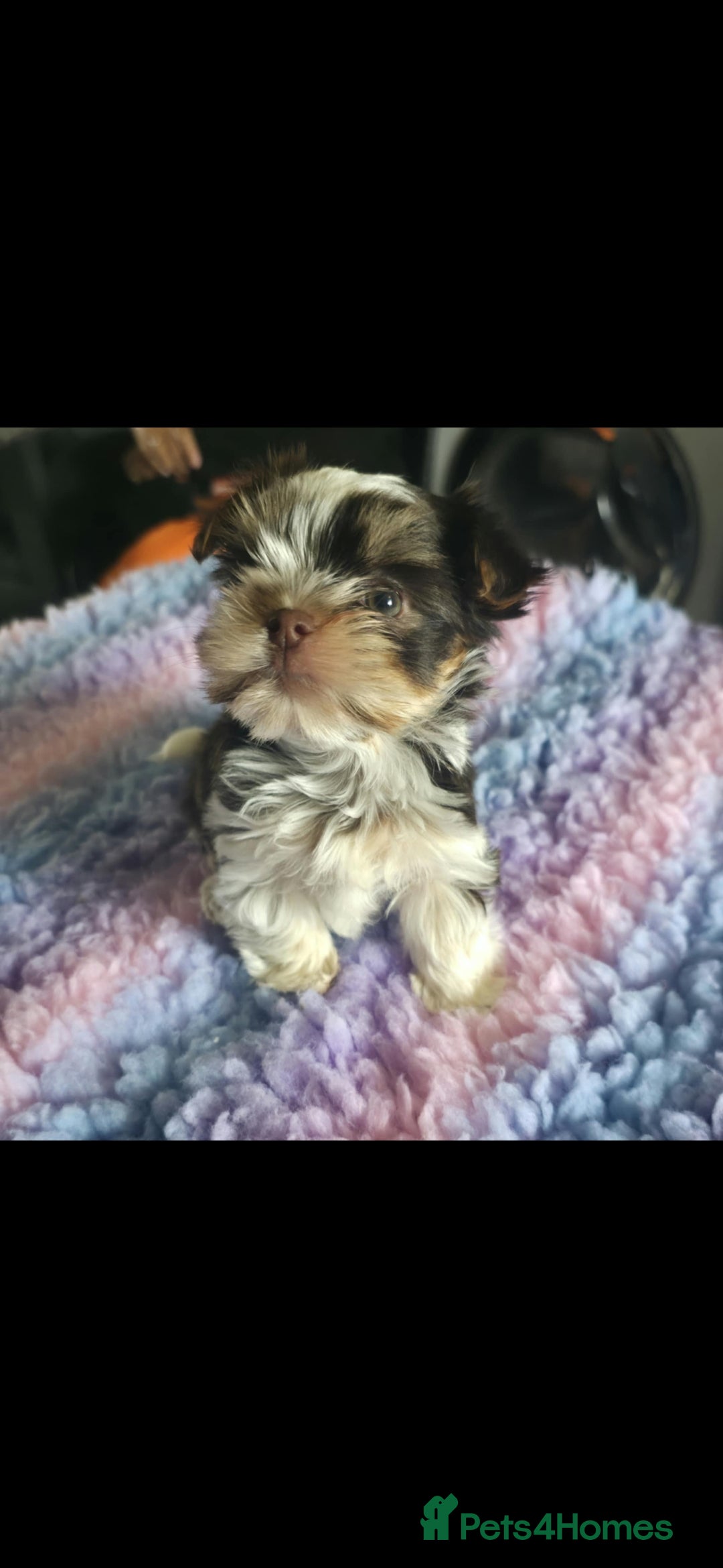 Biewer Terrier dogs for sale: Yorkshire  Biewer biro terrier puppies  - Image 4