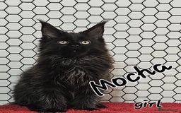 Maine Coon cats for sale: Pure breed Maine Coons Kittens  - Image 6