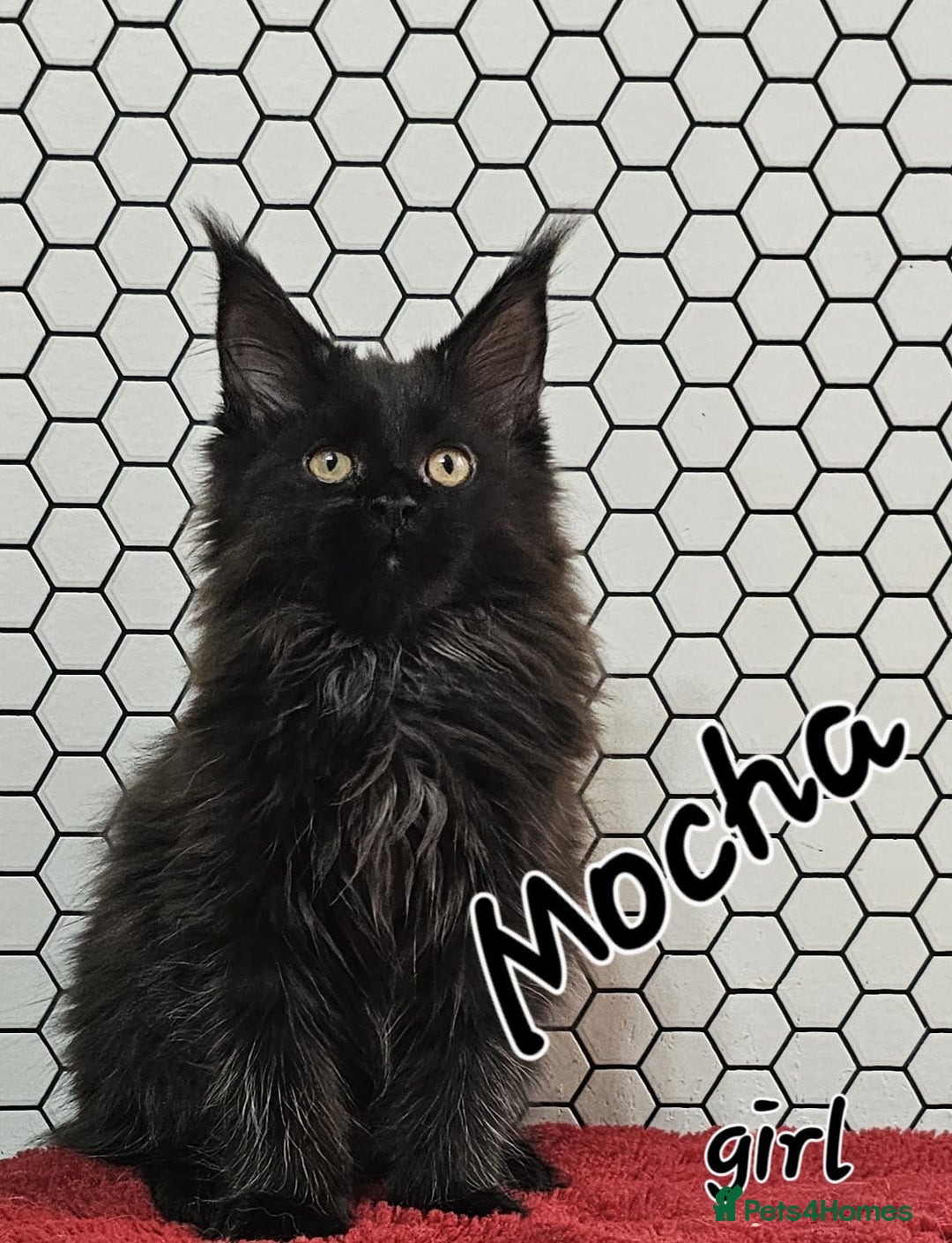 Maine Coon cats for sale: Pure breed Maine Coons Kittens  - Image 6