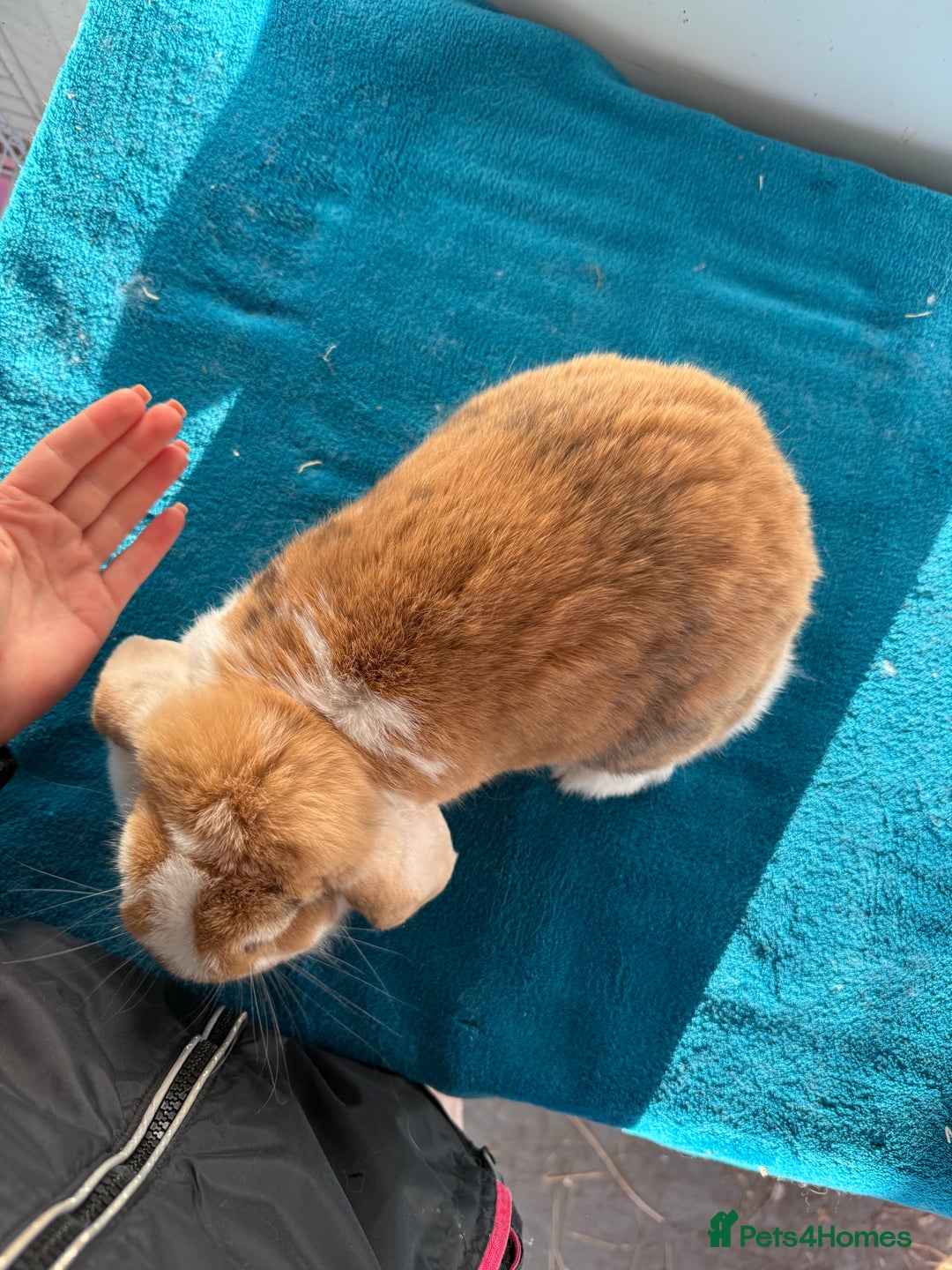 Mini Lop rabbits for sale: Adult female mini lop rabbit  - Advert 8