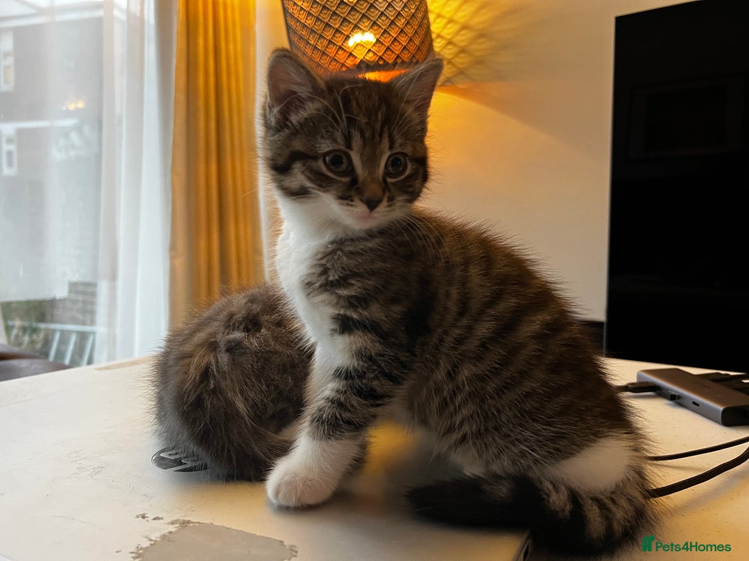 American Shorthair cats for sale: Adorable Tabby Kittens – Ready for Forever Homes - Advert 18