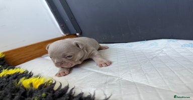 French Bulldog dogs - Advert 1