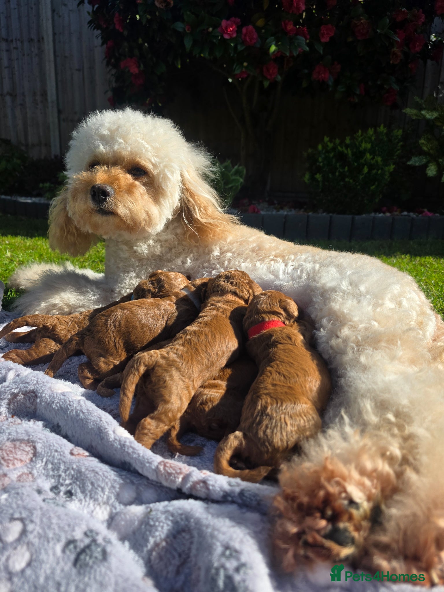 Cavapoo dogs   🐶 F1b Cavapoo Puppies Dark Red KC Dad DNA Mum  - Advert 1