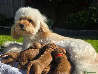 Cavapoo dogs 🐶 F1b Cavapoo Puppies Dark Red KC Dad DNA Mum - Advert 1