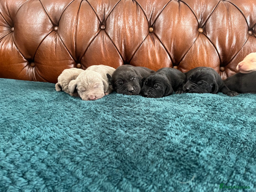 Mixed Breed dogs for sale: 6/9 F2 Weimador / Labmaraner  - Advert 8