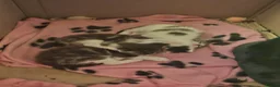 Mixed Breed cats for sale: 3 kittens   9 weeks old  - Advert 13