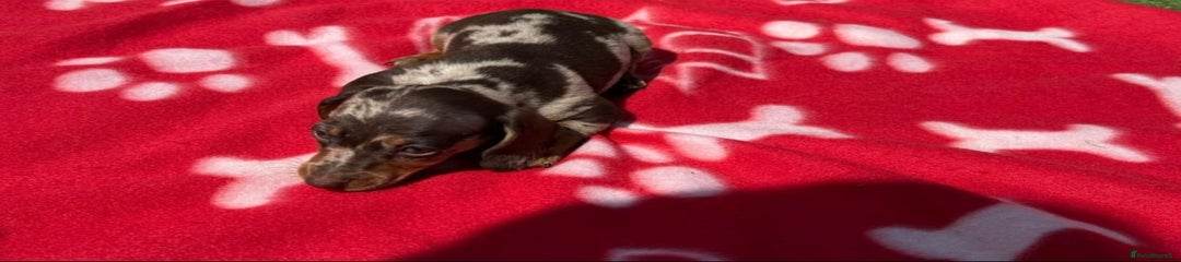 Miniature Dachshund Puppy 1