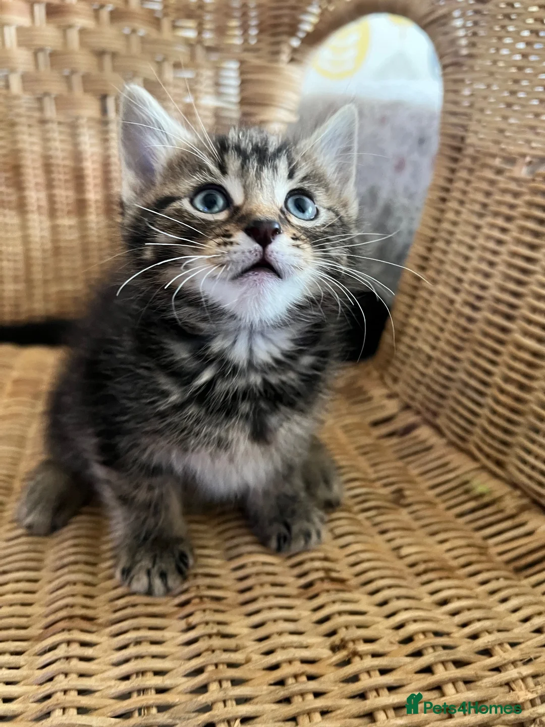 Mixed Breed cats for sale: 4 baby kittens  in Liverpool - Advert 9