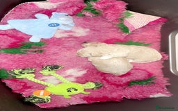 Toy Poodle dogs for sale: Stunning Toy poodles  - Image 7