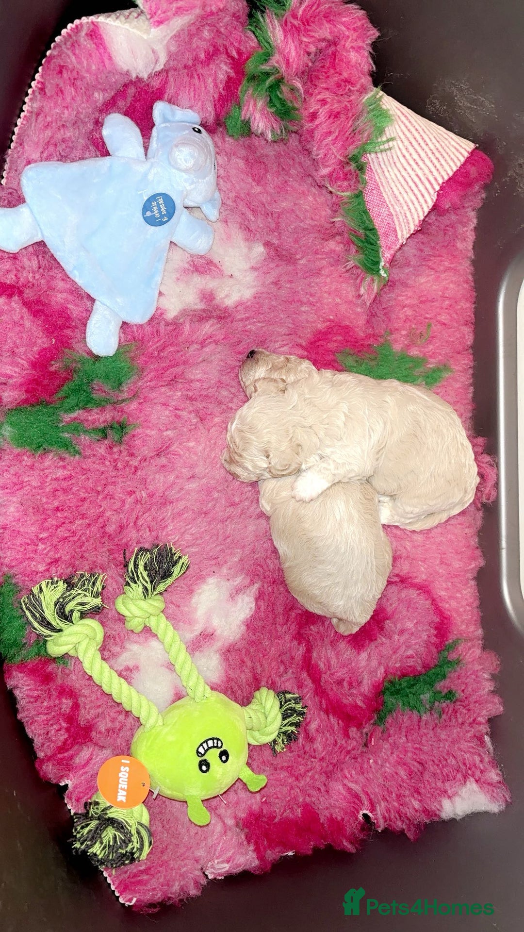 Toy Poodle dogs for sale: Stunning Toy poodles  - Image 7