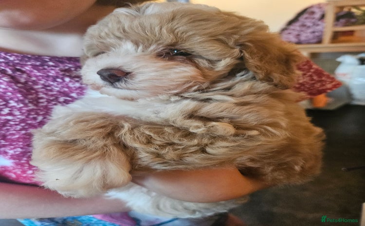 Maltipoo dogs - Advert 8