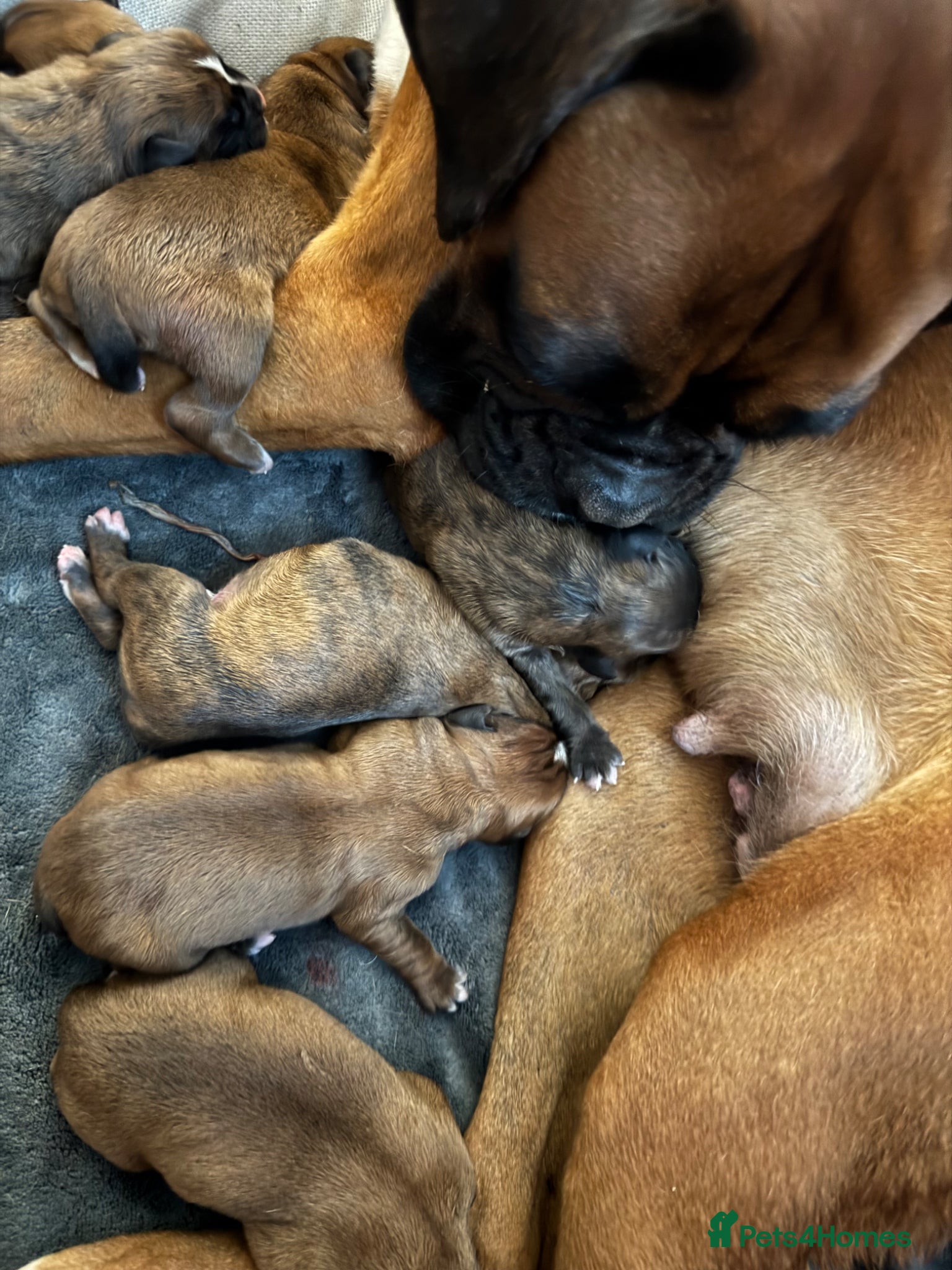 Boxer dogs 🐾 Exceptional KC Registered Boxer Puppies 🐾 - Advert 3