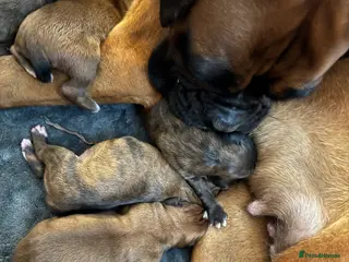 Boxer dogs 🐾 Exceptional KC Registered Boxer Puppies 🐾 - Advert 17