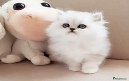 Persian cats for sale: Persian kittens  - Image 17